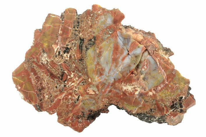Polished, Petrified Wood (Araucarioxylon) - Arizona #234028